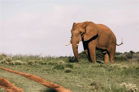 Conhe A O Significado De Sonhar Elefante