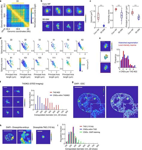 TAD And CND Structures Revealed By Super Resolution Imaging A Hi C Map