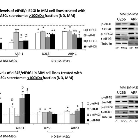 Bm Mscs Secretome Elevates Mm Cells Viability And Proliferation But Download Scientific