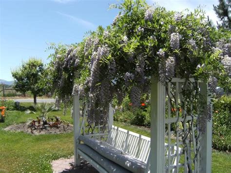 This Year S Pics Of Blue Moon Wisteria Over Trellis Bench