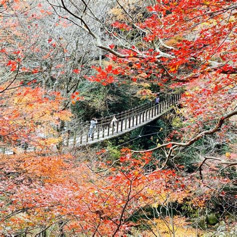 関東の秋デートに！カップルにおすすめのお出かけスポット17選の写真（photo By Kingdom Yjcさん）