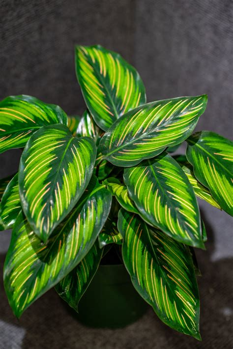 Calathea Beauty Star – 305 Greenery, Inc.