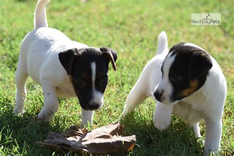 Long Legs Jack Russell Terrier Puppy For Sale Near Inland Empire