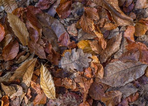 Autumm: dead leaves on the ground | Custom-Designed Textures ~ Creative ...