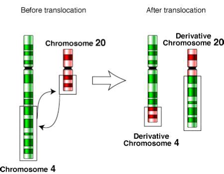 Chromosomal Rearrangement | Definition, Ways & Effects - Lesson | Study.com