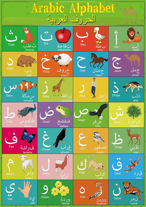 Buy Arabic Alphabet for Kids Arabic Alphabet Flash Cards with English Transliteration for ...