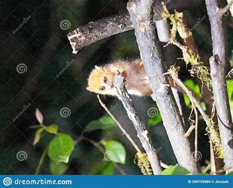 The Brown Mouse Lemur Microcebus Rufus Searches For Food On Bushes At