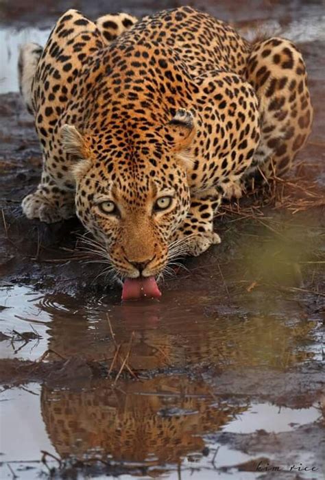 Пин от пользователя Hamere Meshesha на доске Leopard | Животные ...