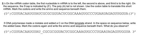 Solved 2.A.On the mRNA codon table, the first nucleotide in | Chegg.com