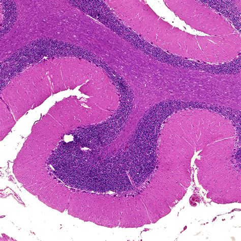 Pc Human Cerebellum H E Stain M Sec Human Histology Slides