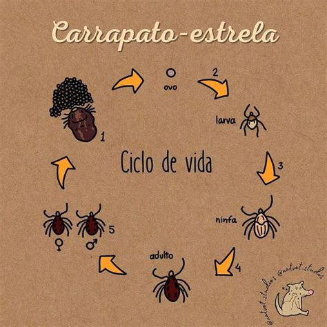 Carrapato Estrela Filhote