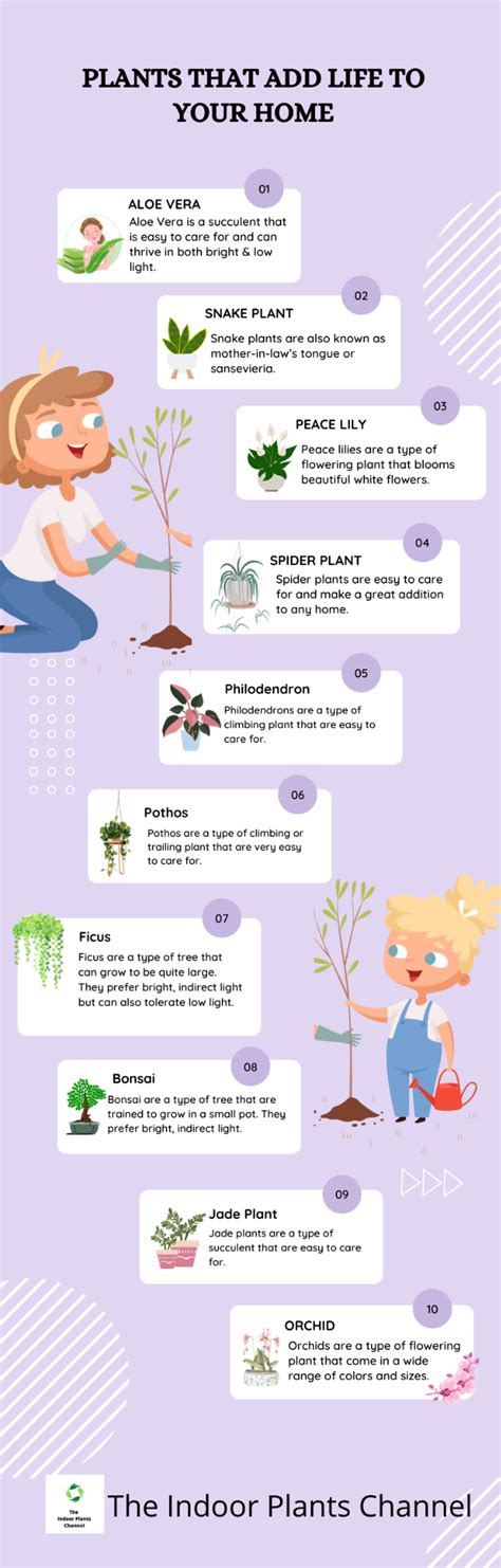 20 Best Easy To Care For Indoor Plants