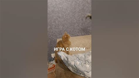 ИГРА С КОТОМ#котики - YouTube