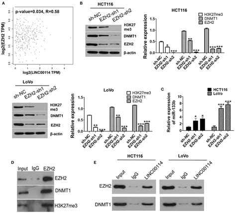 LINC00114 Binds To EZH2 Protein A Correlation Analysis Of LINC00114