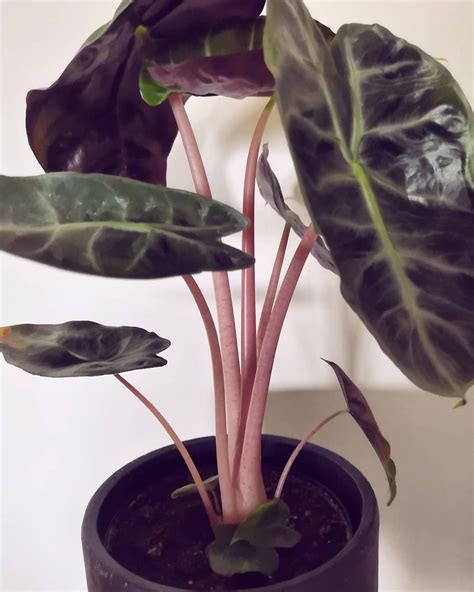 Пин на доске Alocasias