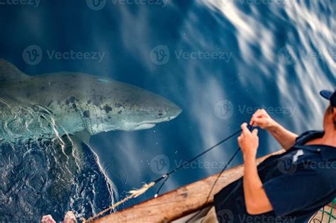 Great White shark ready to attack 12185473 Stock Photo at Vecteezy