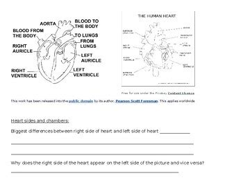 Blood And Stuff The Circulatory System Worksheets By Hodges Science