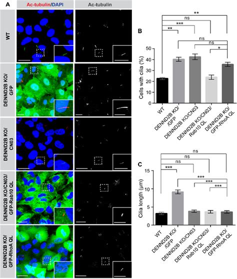 Overexpression Of Active Rhoa Mutant In Dennd2b Ko Cells Restores