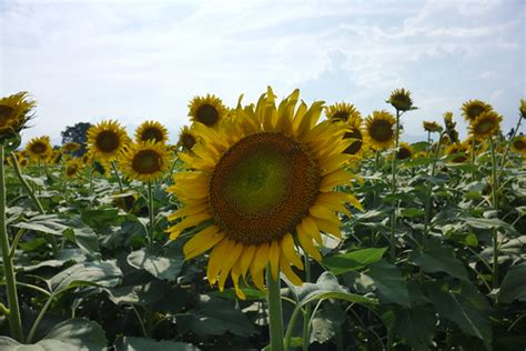 18d0362 | 【座間市ひまわりまつり座間・四ッ谷会場 Sunflower festival in Zama Yot… | Flickr