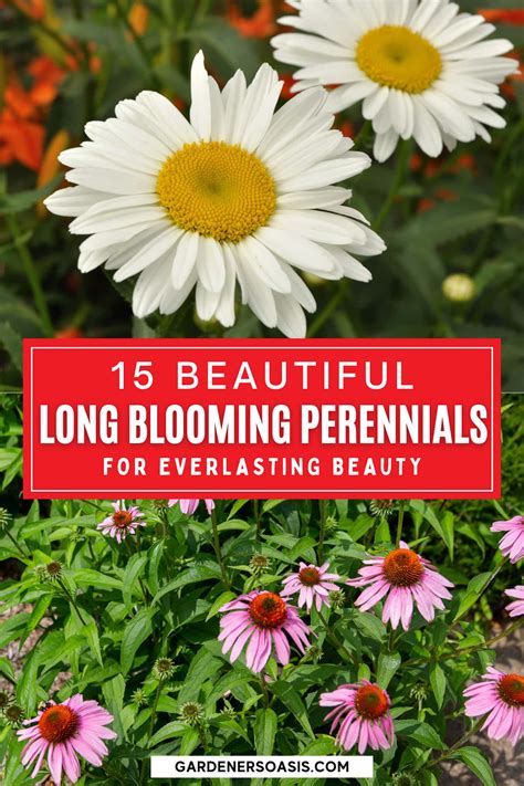 15 Long Blooming Perennials That Will Fill Your Garden With Flowers