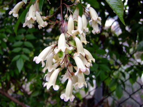 Pandorea Pandorana Wonthaggi Seed Bank And Nursery