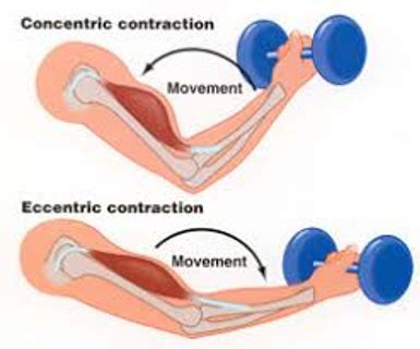 Eccentric Hamstring Exercises Pdf | EOUA Blog