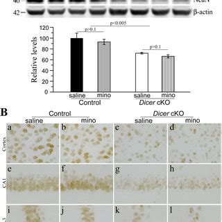 Minocycline Did Not Ameliorate Neuron Loss In Dicer CKO Mice A