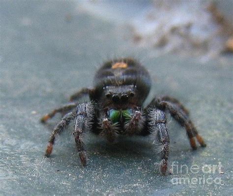 Big Jumping Spider Photograph by John King