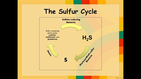 Sulfur Cycle Flowchart Sulfur Cycle Explained In Seconds Science