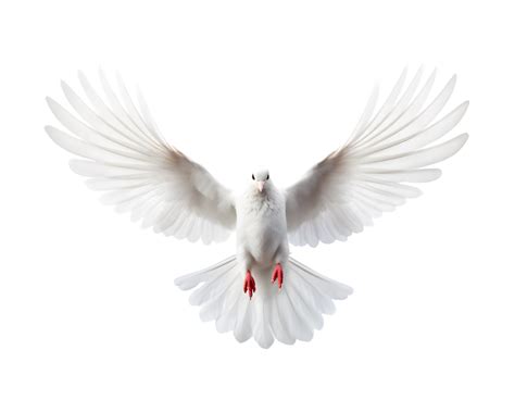 White Dove Flying Free With Open Wings Front View Isolated On A