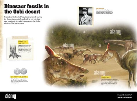 Infographics Of Dinosaurs Fossils From The Cretaceous Period Found In The Gobi Desert Central