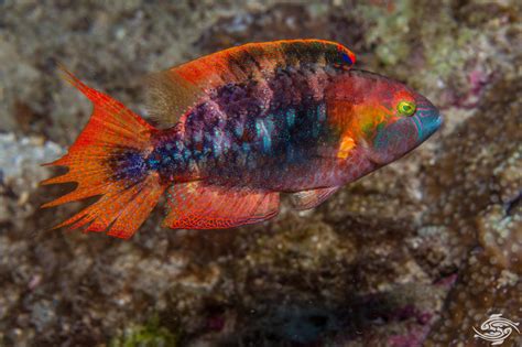 Twin Spot Coris Wrasse