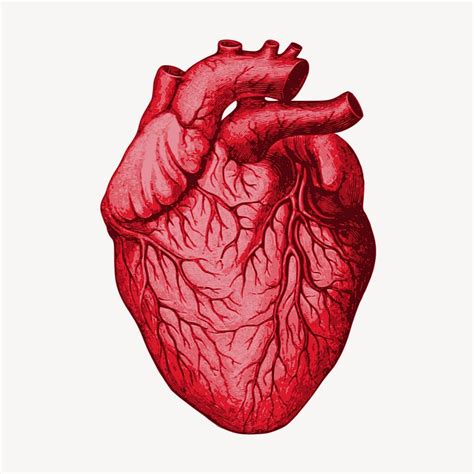 Red Heart Heart Anatomy Organ Human Body Human Heart Clip Art Library