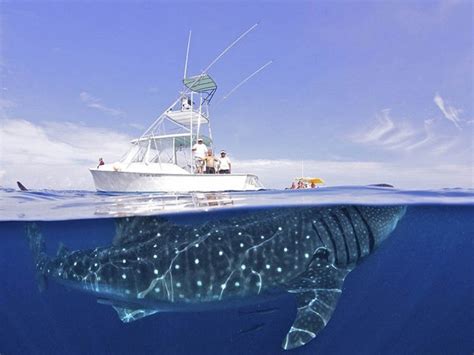 10 уникальных полуподводных фотографий - Zefirka