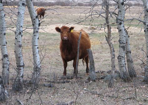 Angus Cow, Curious Free Stock Photo - Public Domain Pictures