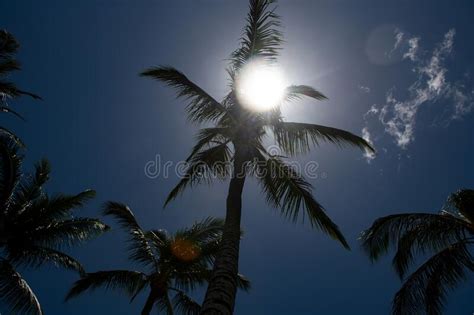 Palms Wallpaper Tropical Palm Tree With Sun Light On Sky Abstract