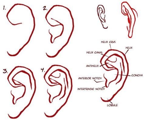 How To Draw Ears How To Draw Ears Drawings Drawing Tips