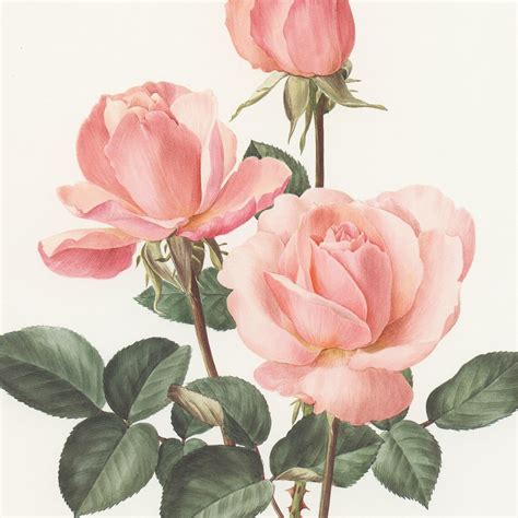 Pale Pink Castel Versailles Botanical Rose Print From Etsy