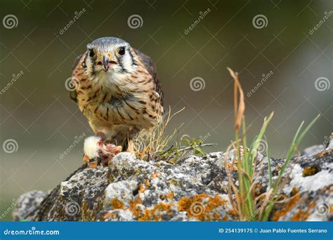 Falconry Female American Kestrel Stock Image Image Of Female Bird