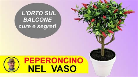 Come Coltivare Peperoncini In Vaso Guida Pratica E Consigli Giardino Del