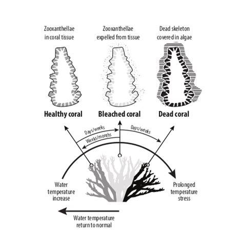 Frequently asked questions - Reef Restoration and Adaptation Program