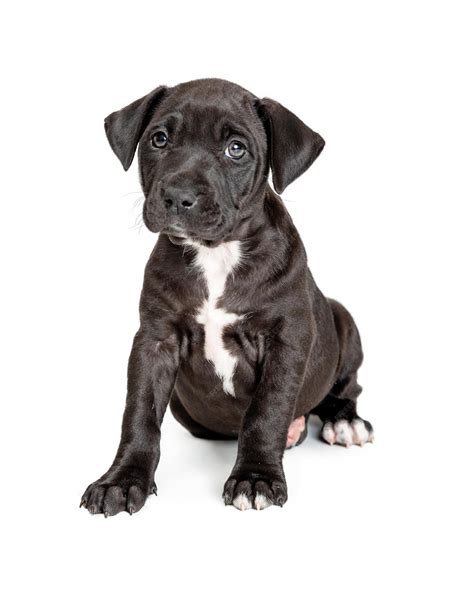 Black Puppy Pitbulls