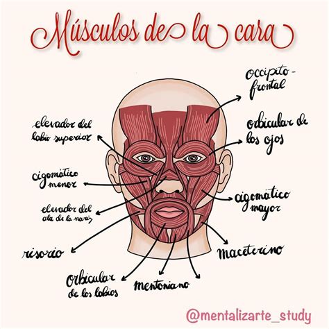 Hoy Les Dejo Dibujo De Los M Sculos De La Cara Algunos Studio