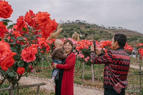 有一种叫云南的生活丨富源多乐原：月季花海醉游人云南网