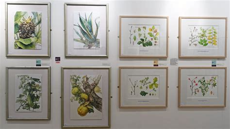 Review Society Of Botanical Artists Annual Exhibition 2017 Changing