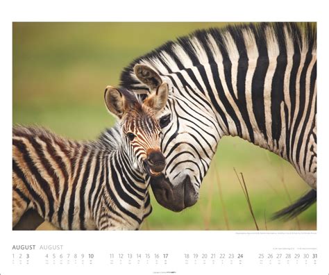 Kalender African Wildlife Kalender Online Kaufen