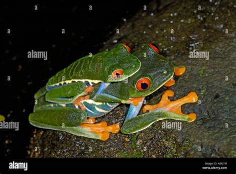 A Mating Pair Of Red Eyed Tree Frogs Agalychnis Callidryas In