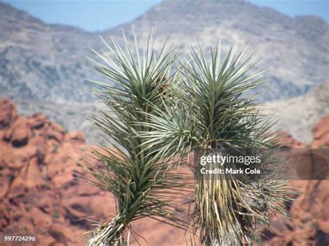 354 Nevada Desert Flowers Stock Photos, High-Res Pictures, and Images ...