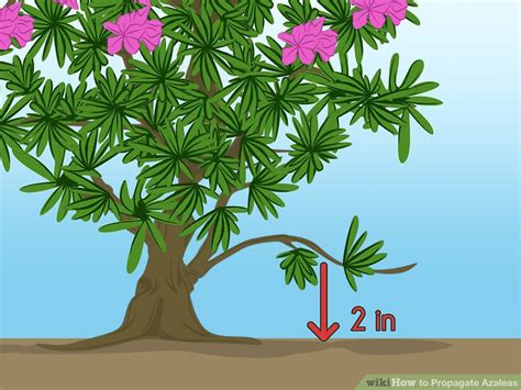 3 Ways to Propagate Azaleas - wikiHow