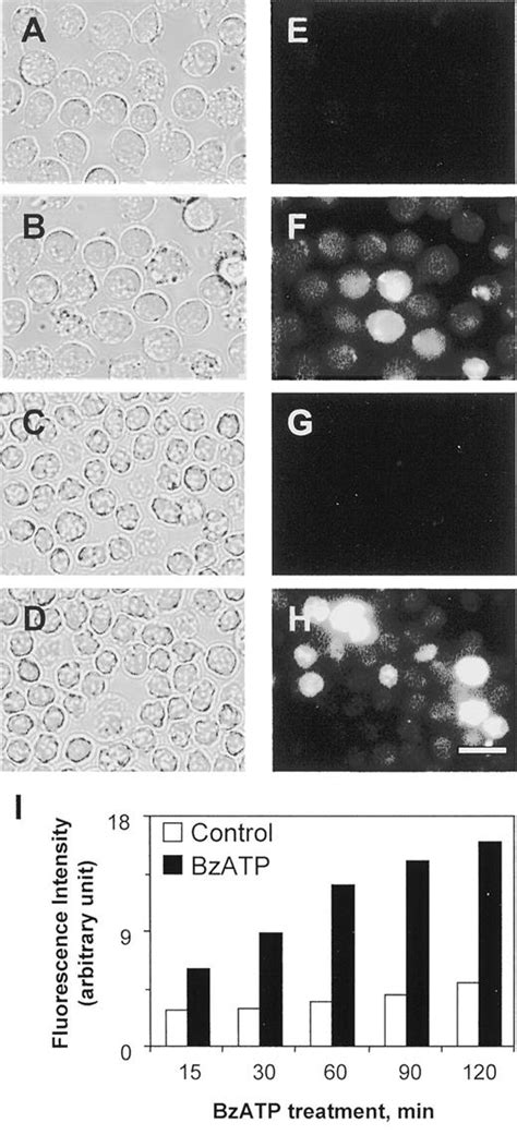 P2x7 Nucleotide Receptor Mediation Of Membrane Pore Formation And